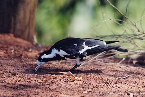 Grallina cyanoleuca