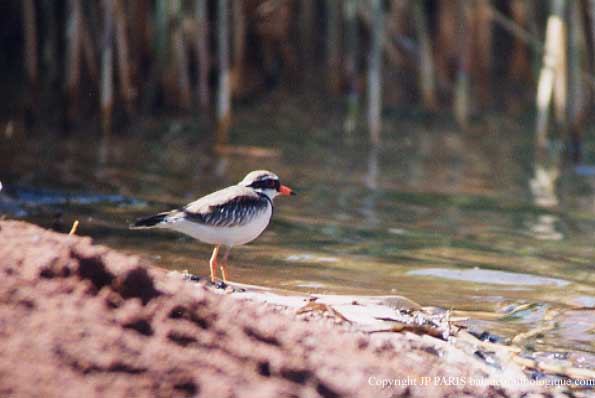 Elseyornis melanops