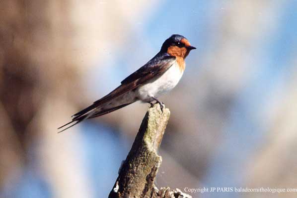 Hirundo neoxena