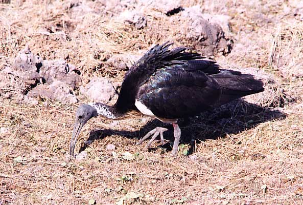 Threskiornis spinicollis