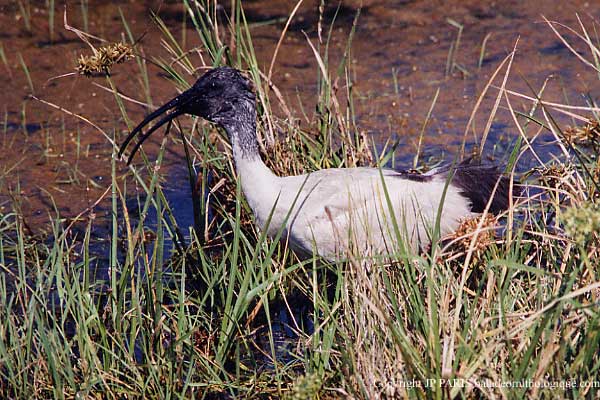 Threskiornis moluccus