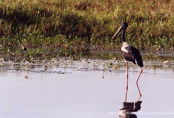 Ephippiorhynchus asiaticus