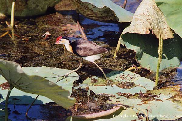 Irediparra gallinacea