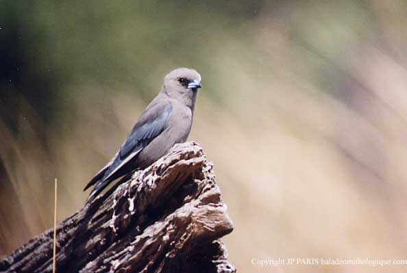 Artamus cyanopterus