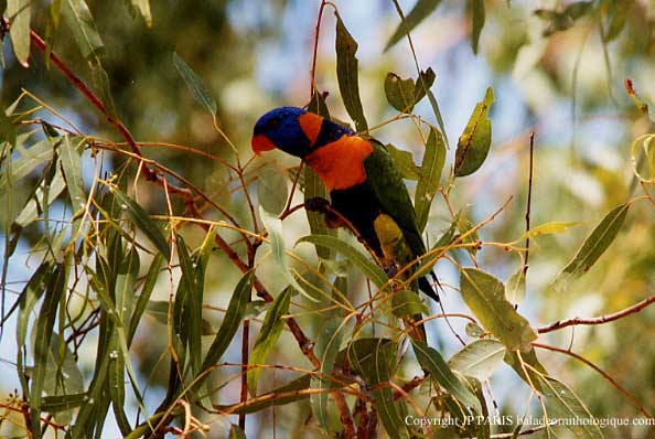 Trichoglossus haematodus