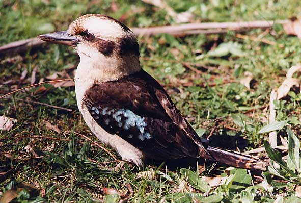 Dacelo novaeguineae