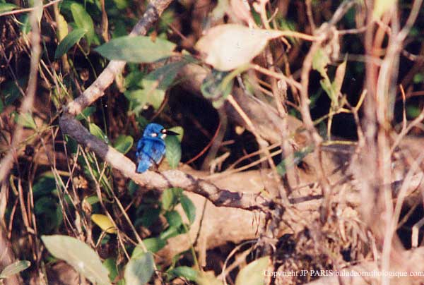 Ceyx pusillus
