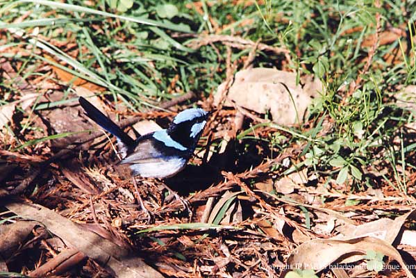 Malurus cyaneus