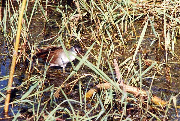 Porzana cinerea