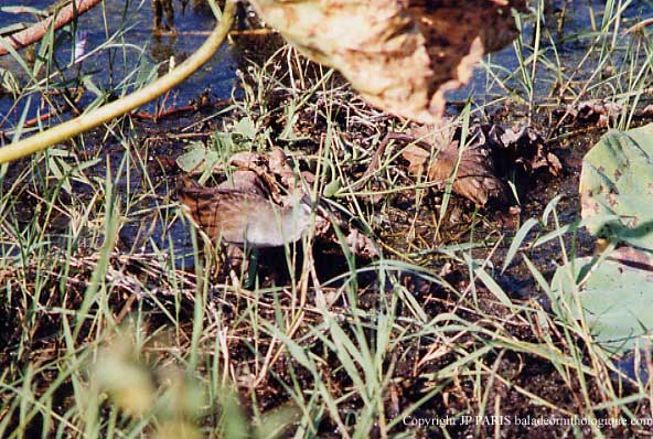 Porzana cinerea