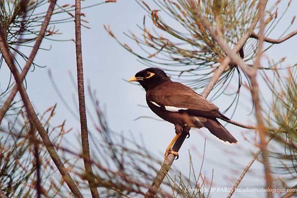 Acridotheres tristis