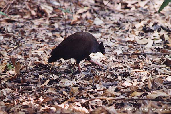 Megapodius reinwardt