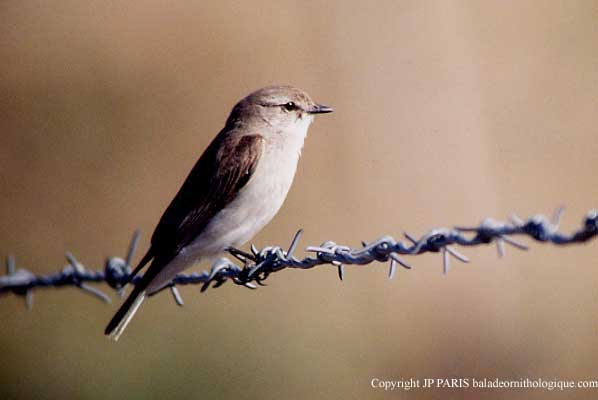 Microeca fascinans