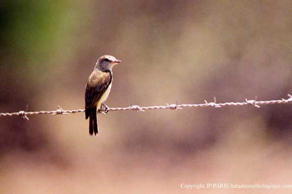 Microeca flavigaster