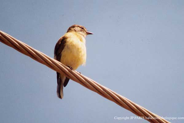 Microeca flavigaster