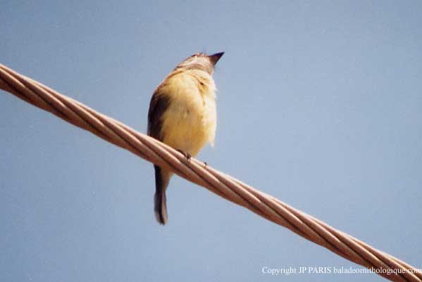 Microeca flavigaster