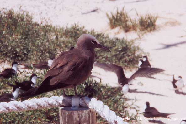 Anous stolidus