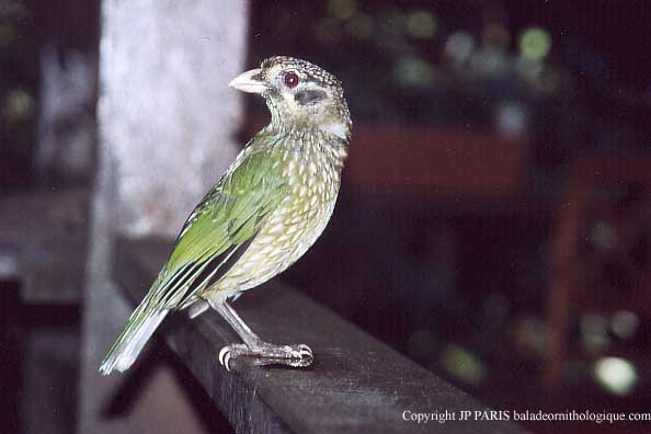 Ailuroedus melanotis