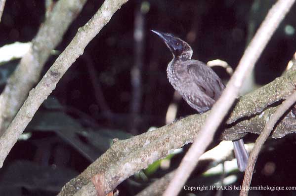 Philemon buceroides
