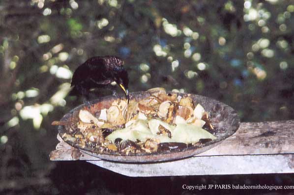 Ptiloris victoriae