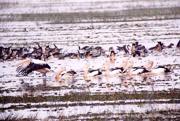 Pelecanus conspicillatus