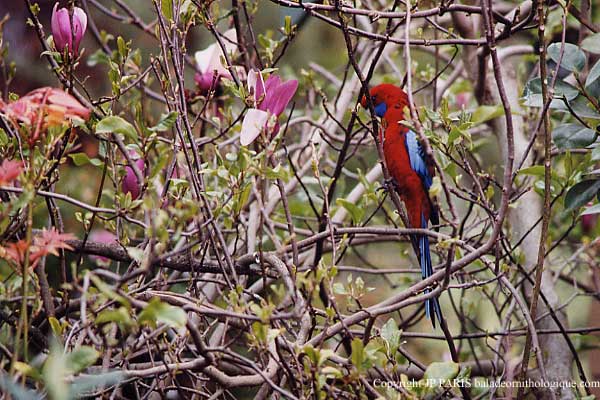 Platycercus elegans