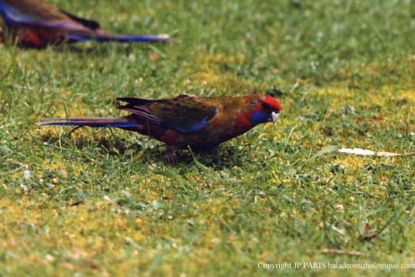 Platycercus elegans