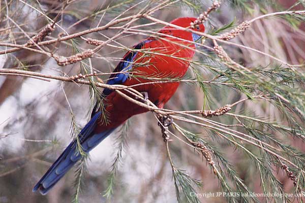 Platycercus elegans