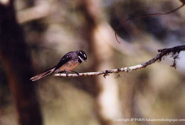 Rhipidura albiscapa