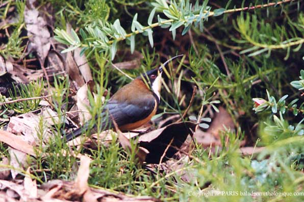 Acanthorhynchus tenuirostris