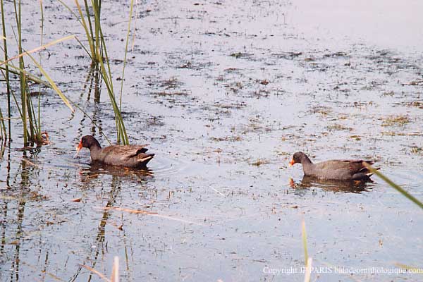 Gallinula tenebrosa