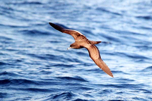 Puffinus pacificus