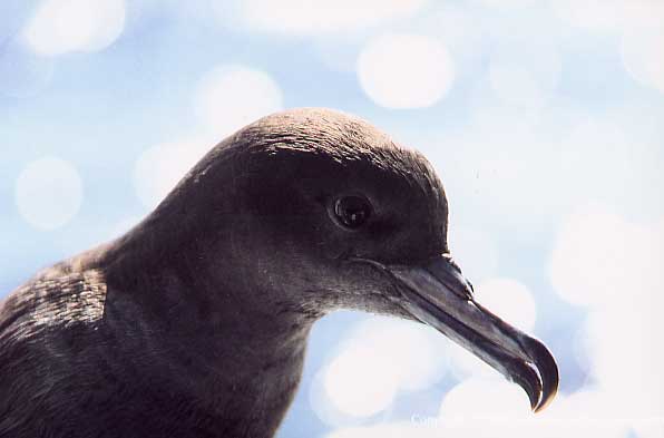 Puffinus pacificus