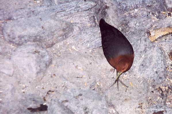 Rallina tricolor