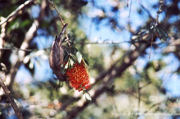 Myzomela obscura