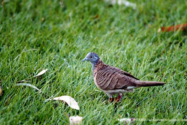 Geopelia humeralis