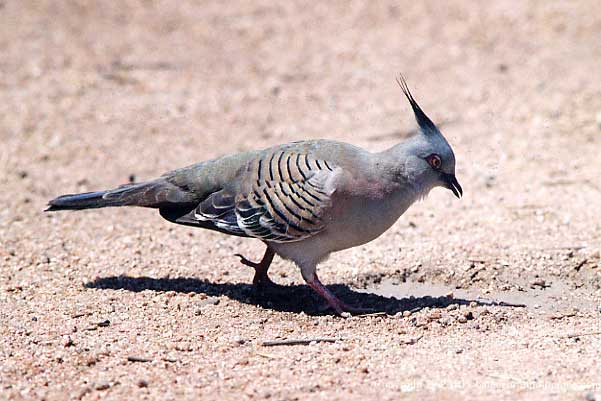 Ocyphaps lophotes