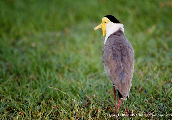 Vanellus miles