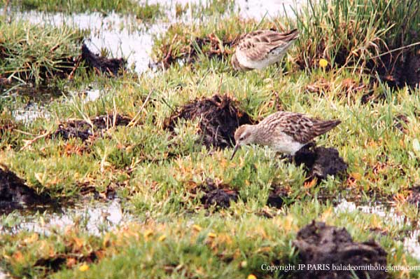 Calidris acuminata
