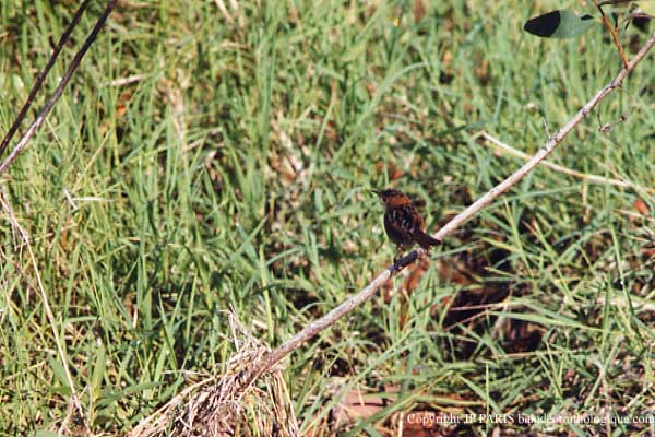 Cisticola exilis