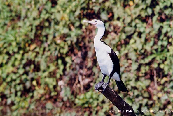 Phalacrocorax varius