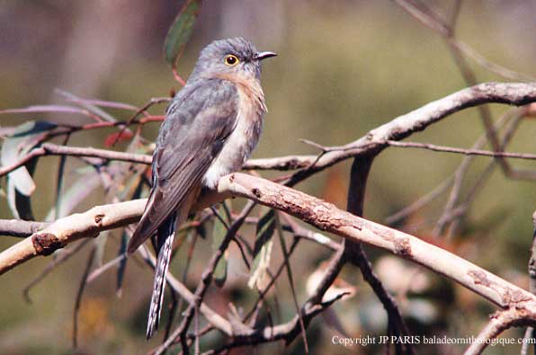 Cacomantis flabelliformis