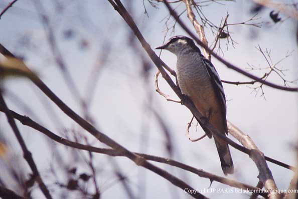 Lalage leucomela
