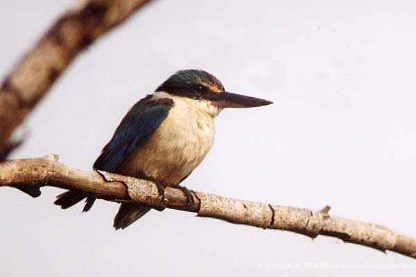 Todiramphus sanctus