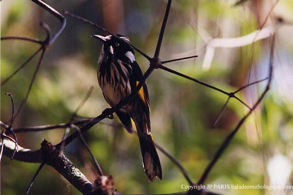 Phylidonyris novaehollandiae