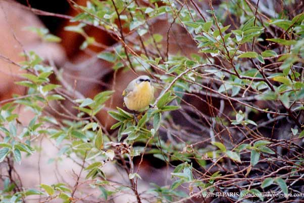Lichenostomus keartlandi