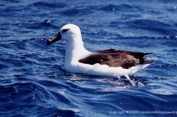 Albatros à sourcils noirs