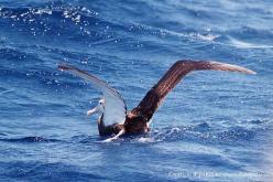Albatros hurleur