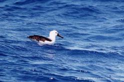 Albatros à nez jaune