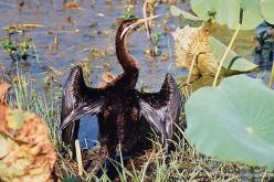 Anhinga australien